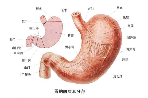 胃的結(jié)構(gòu)